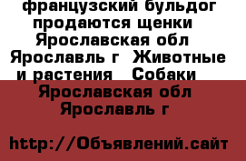 французский бульдог продаются щенки - Ярославская обл., Ярославль г. Животные и растения » Собаки   . Ярославская обл.,Ярославль г.